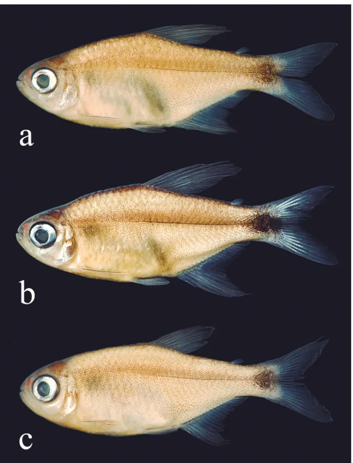 Fig. 1. Hyphessobrycon diastatos, all from Brazil, Bahia, São Desidério, rio Galheirão (or rio da Estiva), affluent of rio Grande, rio São Francisco basin,  (a) holotype, MZUSP 114030, 24.4 mm SL, male, (b) paratype, MZUSP 114029, 25.2 mm SL, male, and (c)