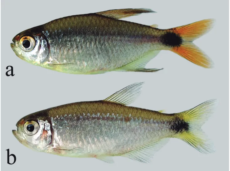 Fig. 3. Live coloration of Hyphessobrycon diastatos. (a) paratype, MZUSP 114029, 25.2 mm SL, male, Brazil, Bahia, São Desidério, rio Grande drainage, rio São Francisco basin, and (b) paratype, MZUSP114031, 26.7 mm SL, female, first anal-fin rays broken, Br