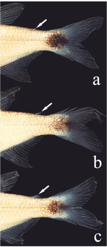 Fig. 6. Adipose fin variation in Hyphessobrycon diastatos, paratypes, all from MZUSP 114029, (a) 20.1 mm SL, (b) 19.4 mm SL, and (c) 18.1 mm SL