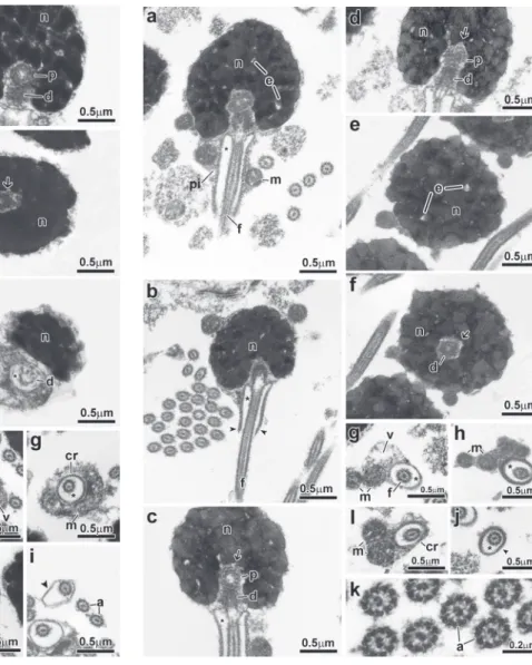 Fig. 5. Spermatozoon of Brycinus imberi. a, b, c, d: longitudinal sections. e, f, g, h, i, j, k: transverse sections from top to posterior region