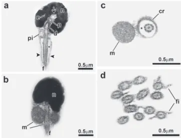 Fig. 9. Spermatozoon of Chalceus epakros. a, b: longitudinal sections. c, d: transverse sections from top to posterior region.
