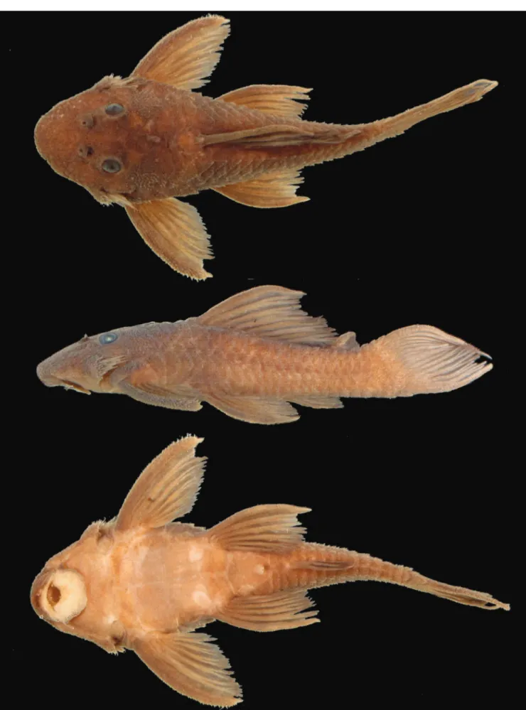 Fig. 9. Spectracanthicus immaculatus, holotype, MZUSP 92797, 64.6 mm SL, rio Tapajós, Pará State, Brazil.
