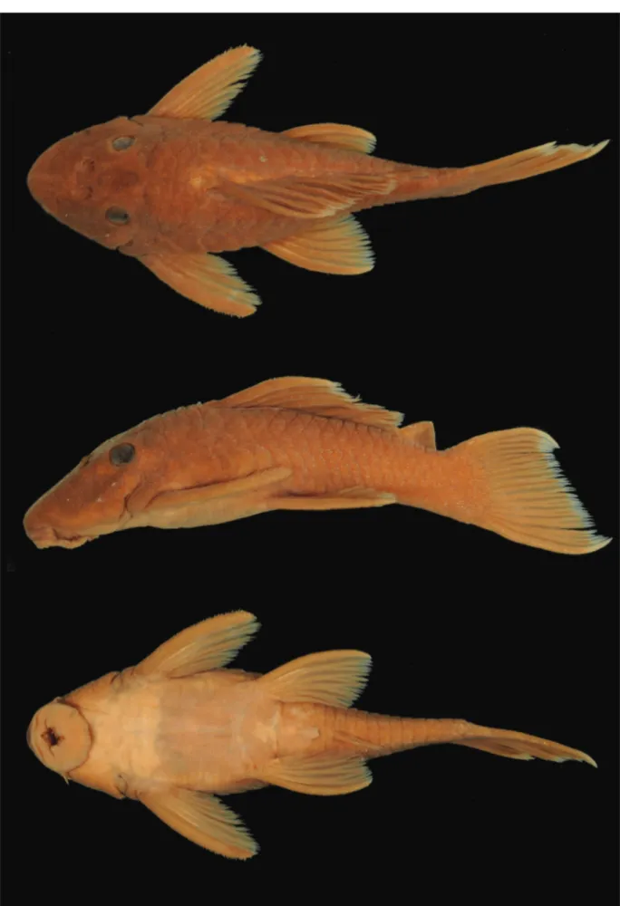 Fig. 1. Spectracanthicus murinus, holotype, MZUSP 22011, 59.7 mm SL, rio Tapajós, Pará State, Brazil.