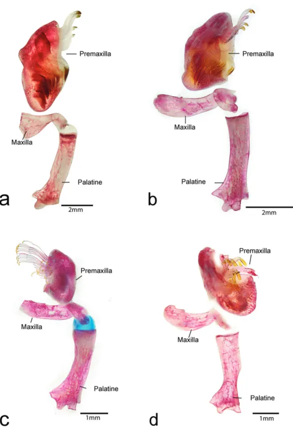 Fig. 3. Palatine, maxillar, and premaxillar in (a) Spectracanthicus murinus, MZUSP 24293, 37.0 mm SL, (b)  Spectracanthicus zuanoni, INPA 3957, 57.0 mm SL, (c) Spectracanthicus immaculatus, paratype, MZUSP  92617, 58.9 mm SL and (d) Spectracanthicus tocant