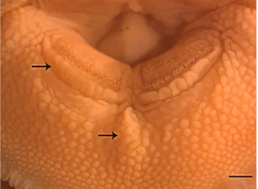 Fig. 2. Lower lip detail of Pareiorhaphis  lophia, paratype, MCP  47712, 71.1 mm SL. Scale bar = 1 mm