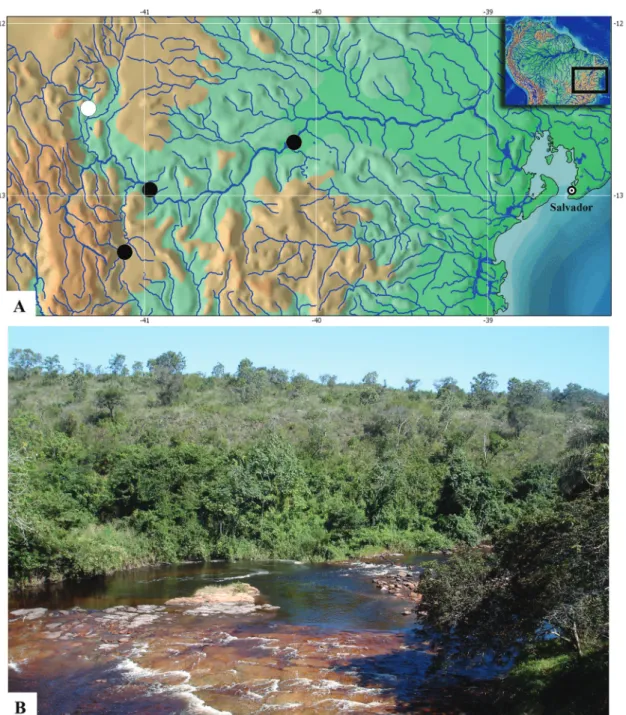 Fig. 4. Geographic distribution and river inhabited by Pareiorhaphis lophia: (a) map of rio Paraguaçu basin, Bahia State,  northeastern Brazil, showing distribution of the new species (white symbol represents type locality), (b) type locality, Lençóis,  ri