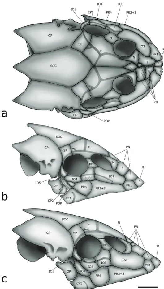 Fig. 1.  Skull of Otothyris travassosi: a) MCP 36716, female, 27.5 mm SL (dorsal view)
