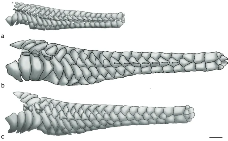 Fig. 2.  Lateral plates of trunk (left side): a) Otothyris travassosi, MCP 418, undetermined sex, 15.5 mm SL