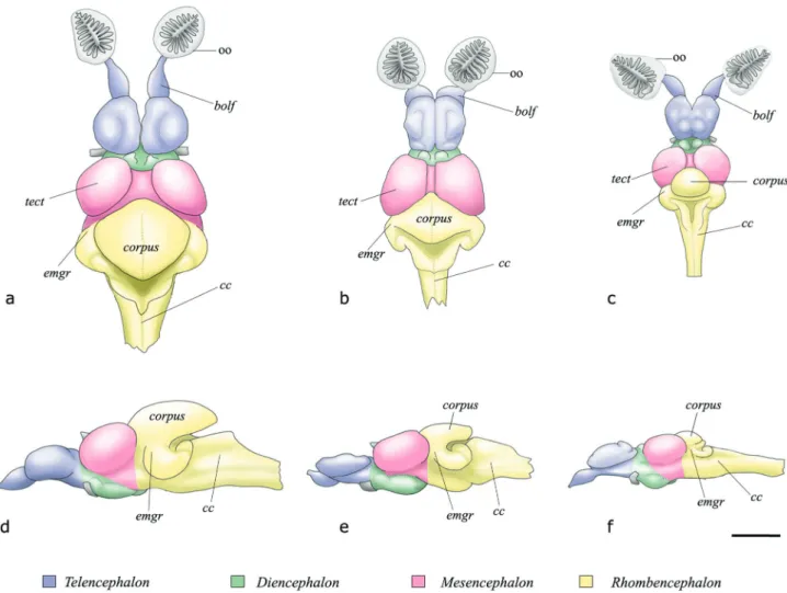 Fig. 3.  Brain in dorsal and left views: a, d) Gymnotocinclus anosteos, UFRGS 11296, female, 39.8 mm SL