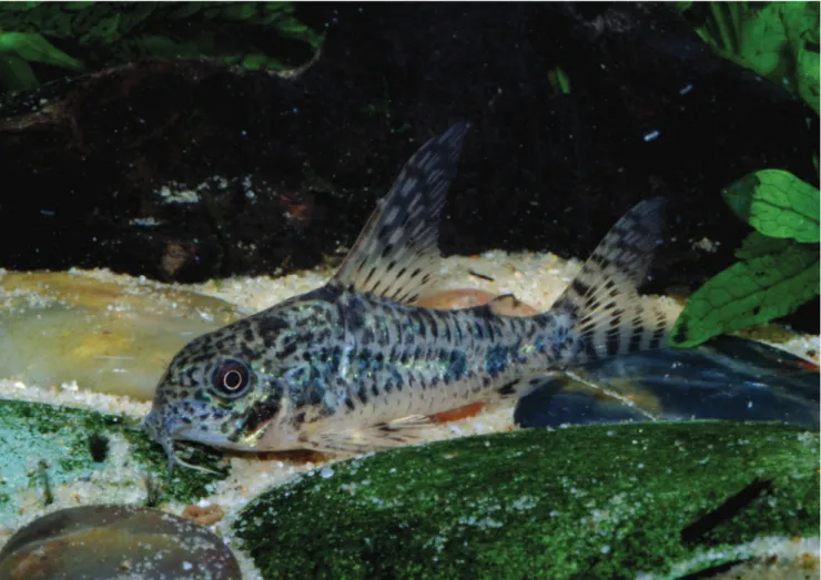 Fig. 5. Photograph showing an aquarium specimen of Corydoras sp. ‘Misiones’ with 35.0 mm SL