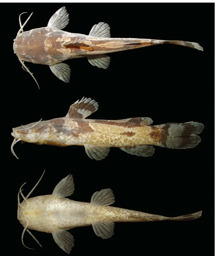Fig. 1. Microglanis maculatus, holotype, INPA 41133, 36.5 mm SL, ribeirão Pouso Alegre, tributary of rio dos Patos, upper rio Tocantins basin, Barro Alto, Goiás State, Brazil.
