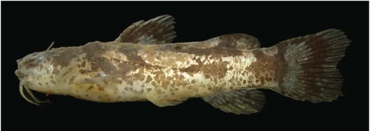 Table 1. Morphometric data of Microglanis maculatus (n = 4). SD = standard deviation.