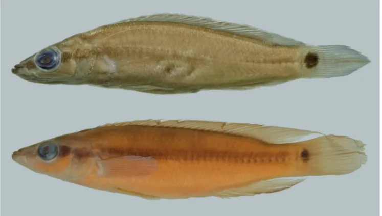 Fig. 6. Caudal blotch pattern in Crenicichla urosema, INPA 7010, 53.5 mm SL (above) and C