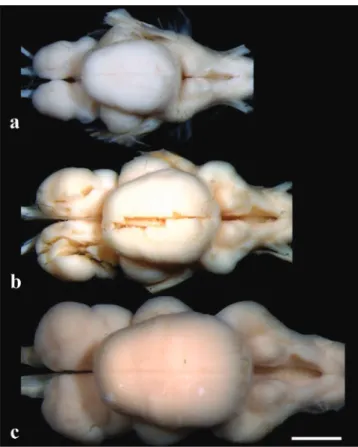Fig. 8.฀Brain฀in฀dorsal฀view:฀(a)฀Pseudopimelodus bufonius,฀