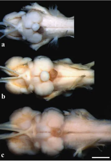 Fig. 10.฀Brain฀in฀ventral฀view:฀(a)฀ Pseudopimelodus bufonius,฀