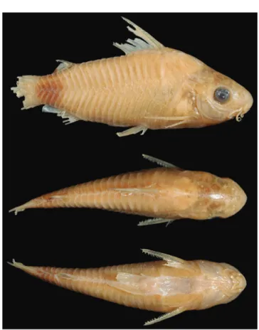 Fig. 1. Holotype of Corydoras guapore, ZMB 21406, 33.3  mm SL, Brazil, Rondônia State, main stream of the upper rio  Guaporé