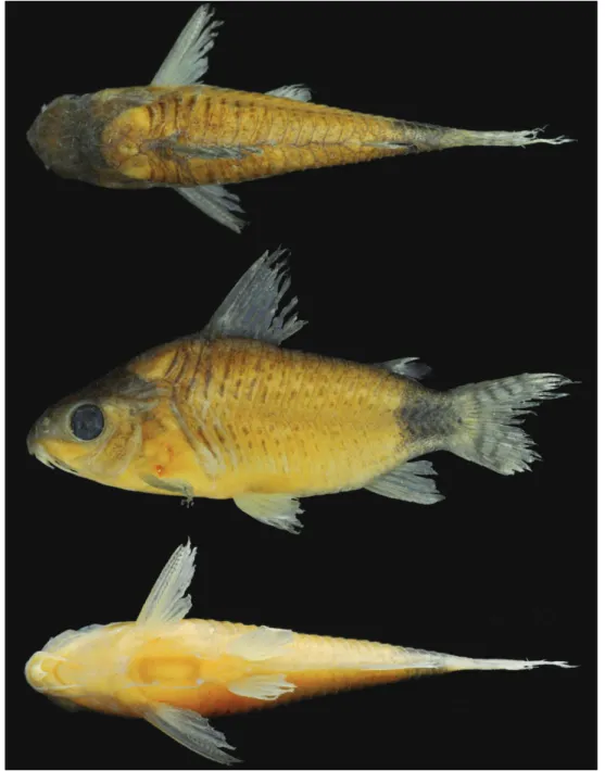 Fig. 2. Topotype of Corydoras guapore, ZUFMS-PIS 4000, 33.6 mm SL, Brazil, Mato Grosso State, rio Guaporé