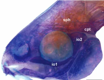 Fig.  3.  Lateral  view  of  the  head  of  a  cleared-and-stained  specimen  of Corydoras  guapore,  ZUFMS-PIS  4000,  28.8  mm SL