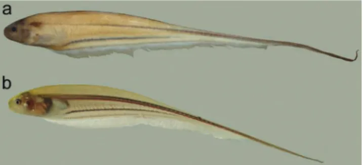 Fig. 2.  Left lateral view of fixed specimen (a), MPEG 27068,  102.7  mm  LEA,  and  live  specimen  (b)  of  Eigenmannia  sp