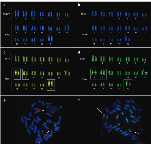 Fig. 8.  DAPI fluorescent banding showing centromeric regions of both males (a) and females (b) of  Eigenmannia sp