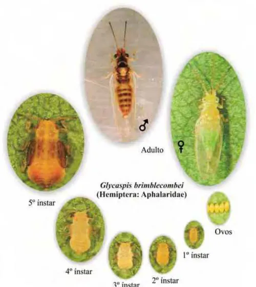 Figura 1 - Estágios de Glycaspis brimblecombei (Hemiptera: Aphalaridae). 