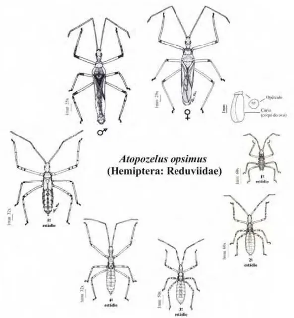 Figura 4 - Estágios de Atopozelus opsimus (Hemiptera: Reduviidae) com adultos de Musca  domestica (Diptera: Muscidae)