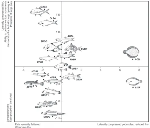 Fig. 4.  Ordination diagram for the rio Mamanguape estuary, from the first two principal components for the ecomorphological  attributes of seventeen studied species