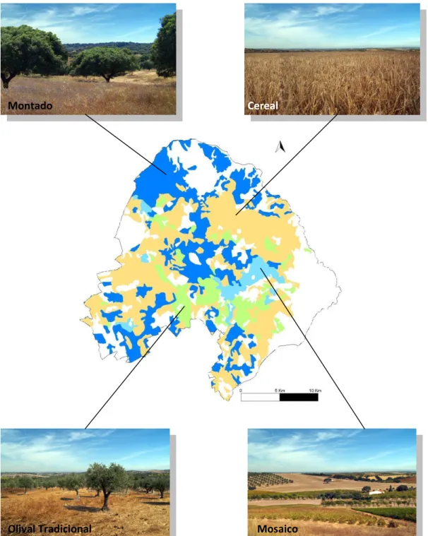 Figura 25: Localização espacial e ilustração das quatro ocupações de solo mais preferidas pelos utilizadores da  paisagem (Montado, Cereal, Olival Tradicional e Mosaico)