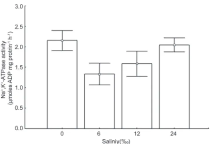 Fig. 1.  Gill Na + - K + - ATPase activity in juvenile Lebranche  mullet  Mugil  liza  (n  =  6)  after  acclimation  to  different  salinities  for  40  days