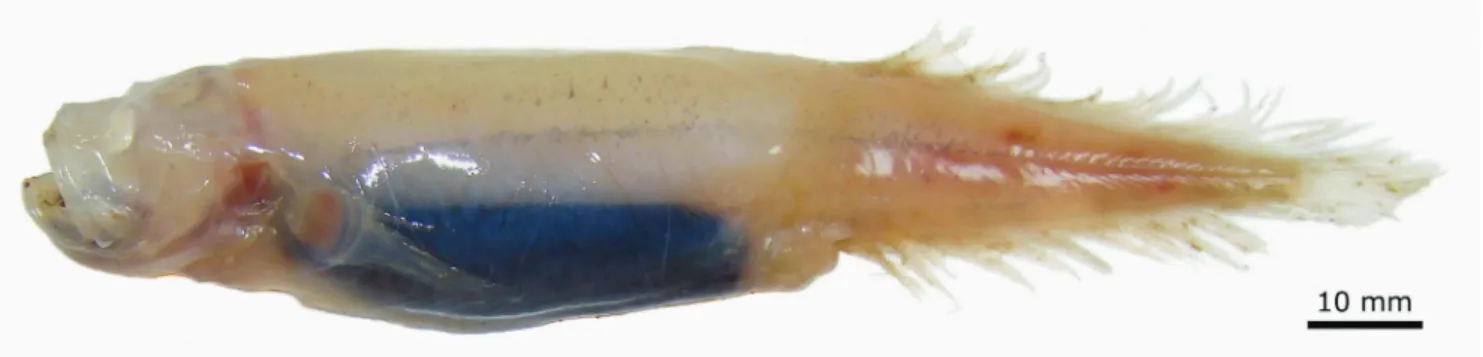 Fig.  5.  Barathronus  bicolor, NPM  1243,  117  mm  SL,  collected  off  Rio  de  Janeiro  State,  Brazil