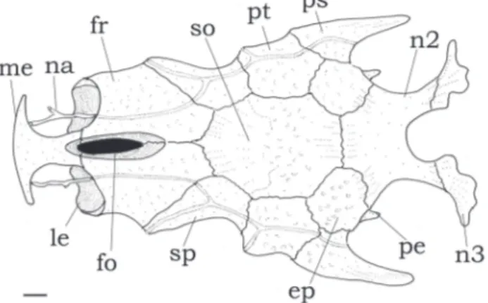 Fig.  3.  Right  suspensorium  of  Centromochlus  britskii,  MZUSP  43251,  paratype,  35.9  mm  SL