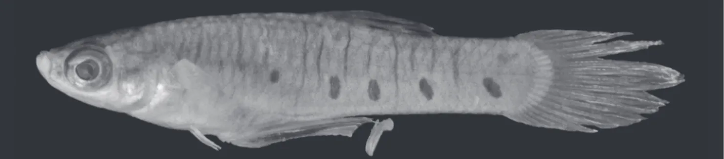Fig. 2. Phallotorynus pankalos, gonopodium, UNT 12493,  19.2 mm SL. Scale bar = 1 mm.