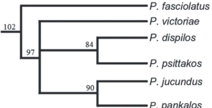 Fig.  3.  Consensus  cladogram  depicting  hypothesis  of  phylogenetic  relationships  among  Phallotorynus  species