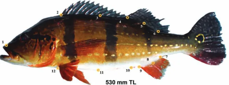 Fig. 1.  Configuration of landmarks (red dot within yellow circles) as applied to all color pattern variation (CPV) grades of  Cichla temensis
