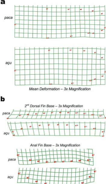 Fig.  2.  Thin-plate-spline  deformation  grids  depicting  (a)  overall body shape differences between extremes of CPV  grades (magnified 3x); (b) the increase in area at the bases  of  the  second  dorsal  and  anal  fins  between  extremes  of  CPV grad