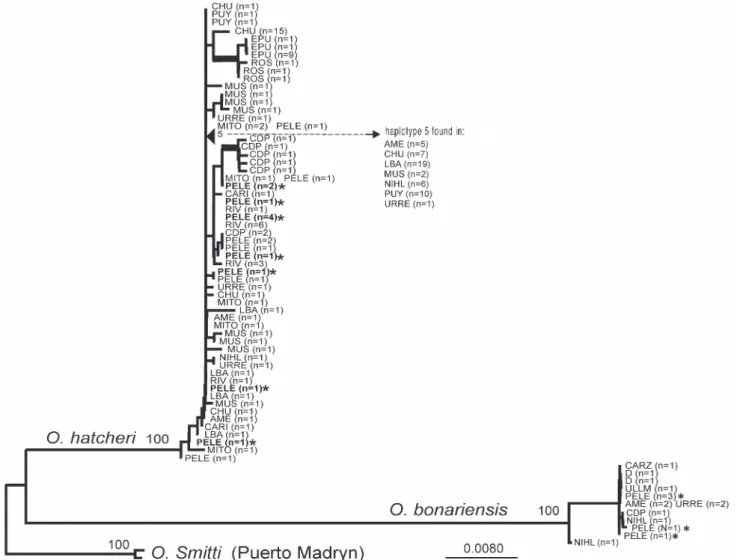 Table  3.   Interspecific  and  intraspecific  morphological  variation of Odontesthes species