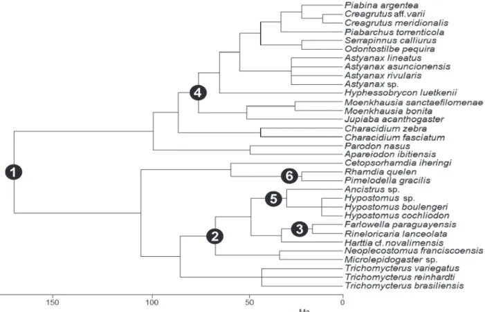 Fig. 4.  Composite phylogenetic hypothesis for 33 stream fish species based on six different studies