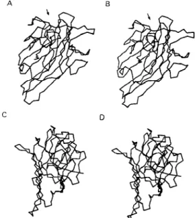 Fig. 3: three-dimensional models showing the front faces of Dioclea grandiflora (A) and Canavalia maritima (B) lectins and the side views of DGL (C) and ConM (D)