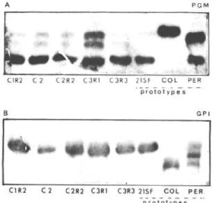 Fig. 4 A, B: electrophoretic patterns of isoenzymes PGM and GPI of clone C2, subclones C1R2, C2R2, C3R1, C3R3  in comparison  to the parental strain (21SF), prototype of Type II (Z2) and with the Peruvian and Colombian strains, prototypes respectively of T