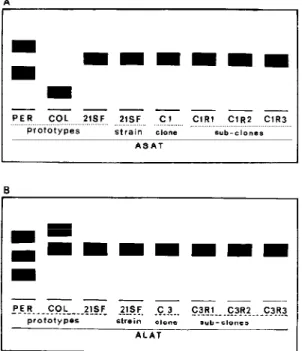 Fig. 5 A: ASAT isoenzymic pattern  of the 21SF strain in com- com-parison to clone C1 and its subclones C1R1, C1R2, C1R3 and the prototypes Peruvian and Colombian