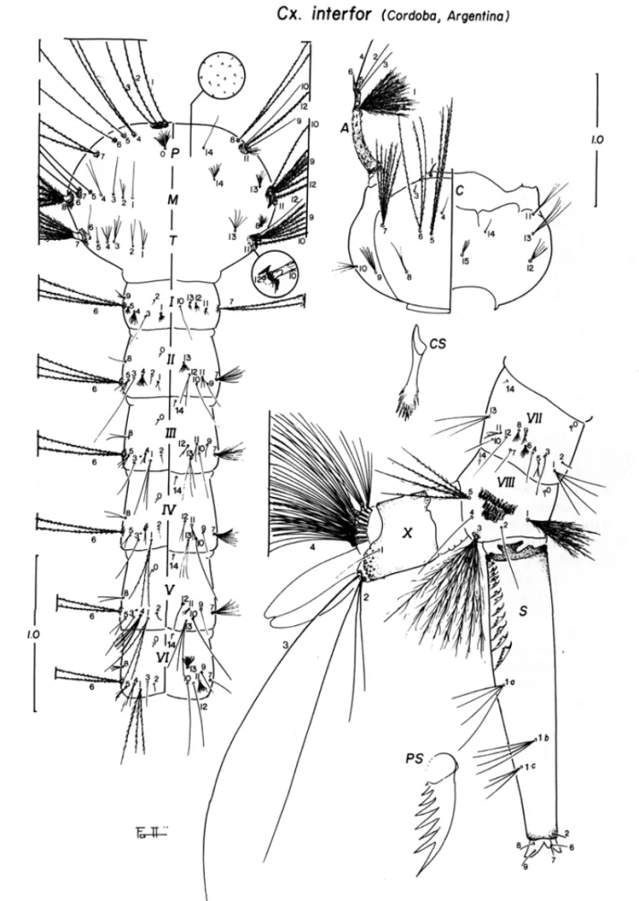 Fig. 3: Culex (Cux.) interfor, larva. A: antenna; C: cranium; CS: comb scale; M: mesothorax; P: prothorax; PS: pecten spine; S: