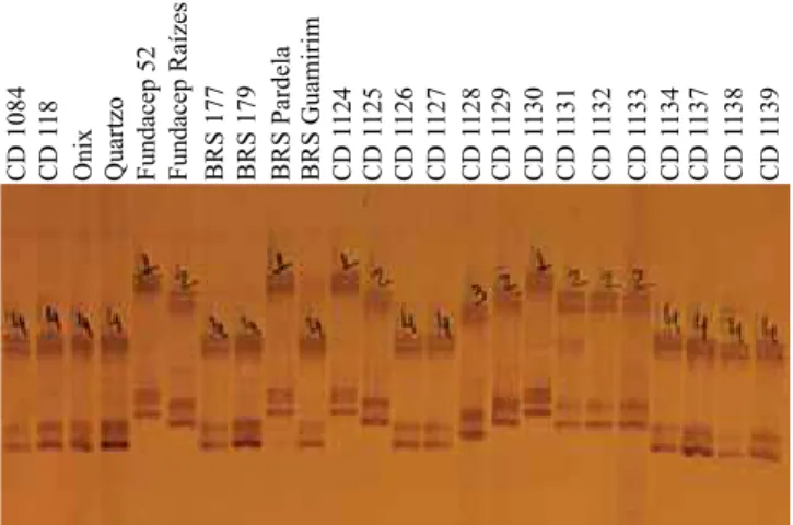 Figura 1. Identificação dos alelos do marcador Xgwm389,  em parte da população estudada, no gel desnaturante de  acrilamida 6%