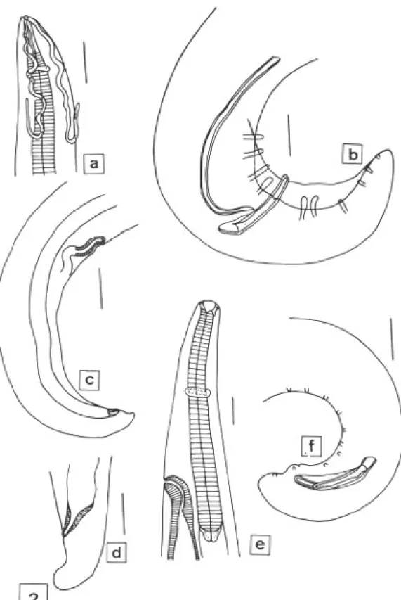 Fig. 2: Synhimanthus (Dispharynx) crassissima – a: anterior extremity of female, ventral view