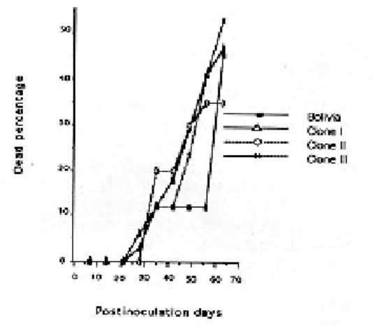 Fig. 2: percentage comparative of mortality among Trypanosoma cruzi strain Bolivia, Clone I, Clone II and Clone III.