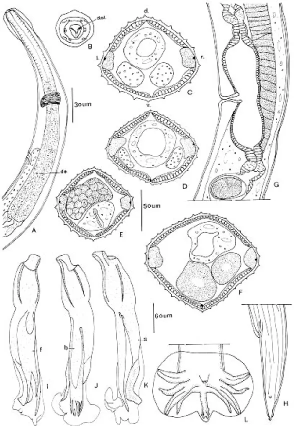 Fig. 6: Oswaldocruzia petterae n. sp. from Leptodactyllus pentadacylus.   A: male, anterior extremity, left lateral view