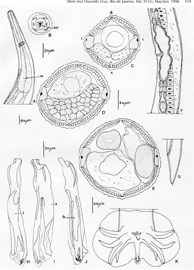 Fig. 1: Oswaldocruzia bainae n. sp. from Anolis chrysolepis: Adults - A: female, anterior extremity, left lateral view
