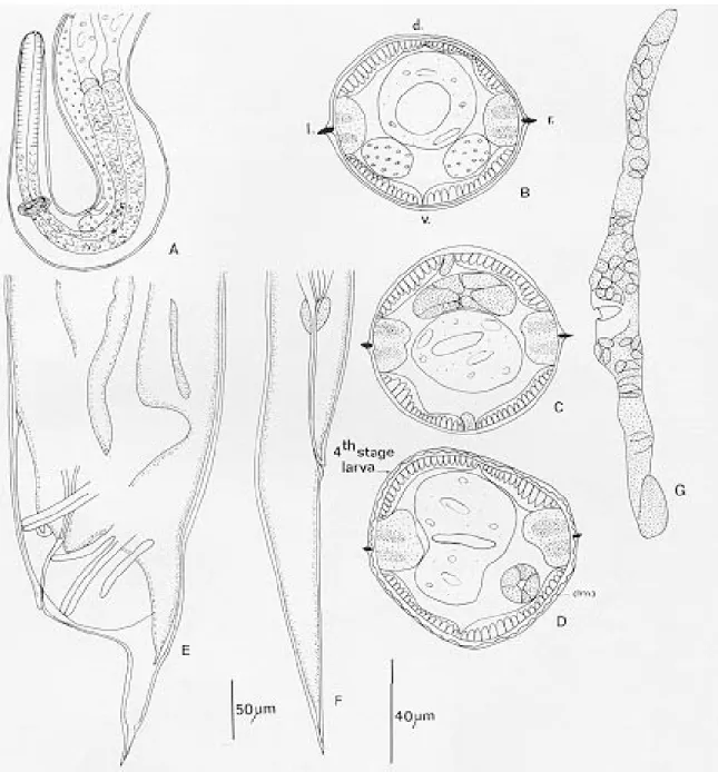 Fig. 2: Oswaldocruzia bainae n. sp from Anolis chrysolepis: 4th stage larvae and entsheathed immature stages (Im.) - A: L4 female, anterior extremity, right lateral view