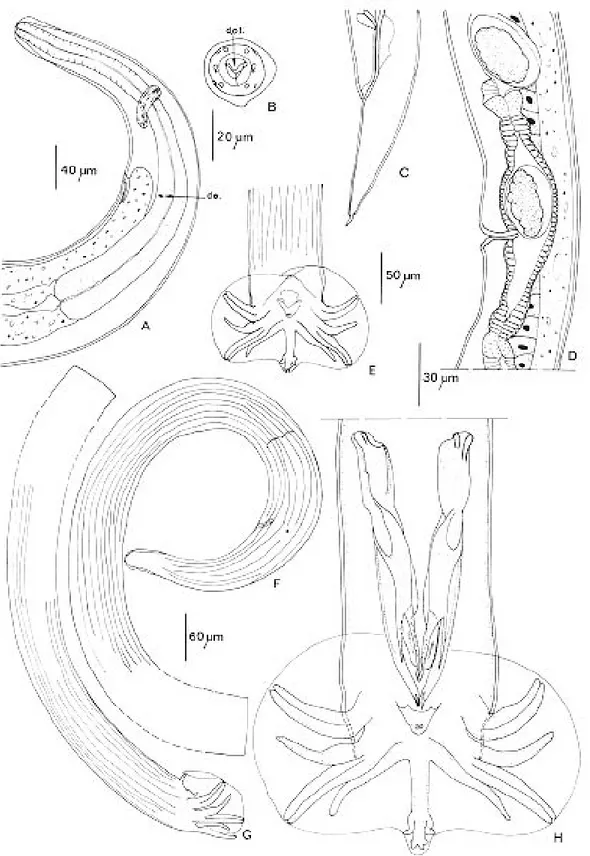 Fig. 4: Oswaldocruzia tcheprakovae n.sp. from Eleutherodactylus altamazonicus. A-D: female - A: anterior extremity, left lateral view