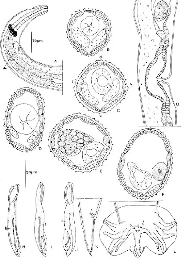 Fig. 5: Oswaldocruzia cassonei n.sp. from Eleutherodactilus lanthanites.  A: male, anterior extremity, right lateral view
