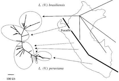 Fig. 1: size-polymorphism of chromosomes 2, 10, 11, 27 and 134Sg in Peruvian Leishmania (V.) braziliensis and L